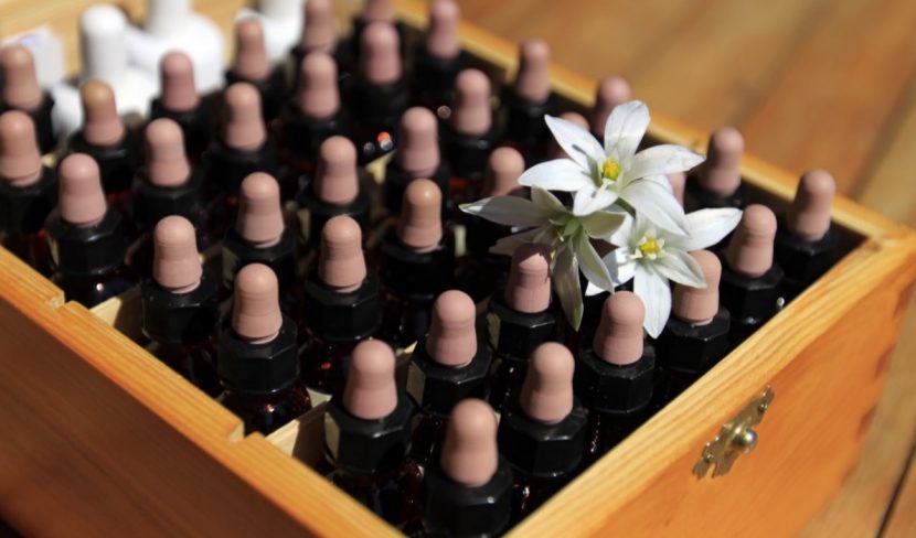 Bachblüten, Bachblütentherapie, Bach