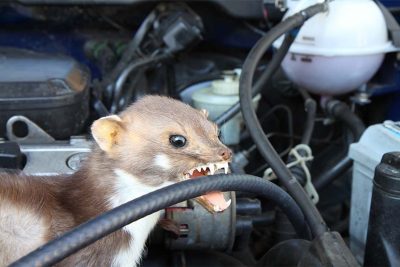 Marder, der Autokabel im Motorraum zerbeisst.