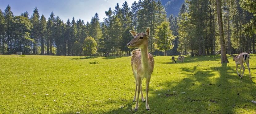 Tierpark Oberösterreich