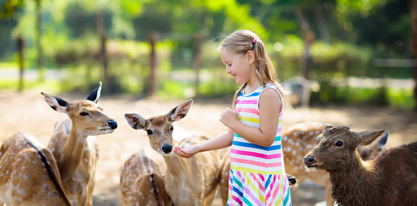 Ein Mädchen, das Rehe aus ihrer Hand füttert. Tierpark Oberösterreich