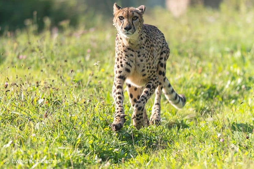Tierpark Oberösterreich