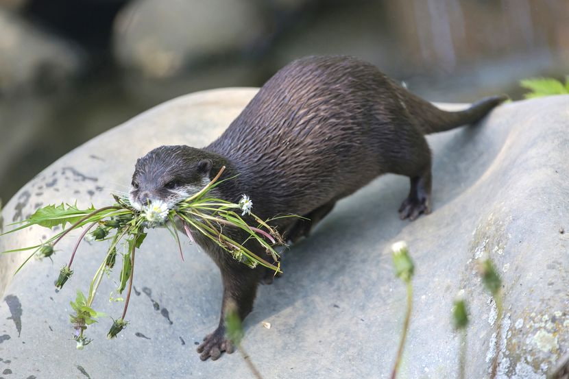 Tierpark Oberösterreich