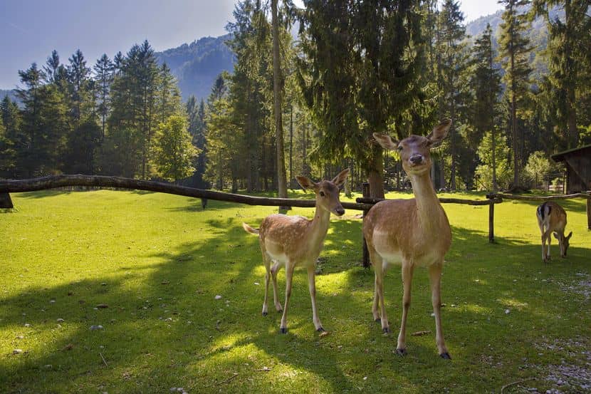 Tierpark Oberösterreich