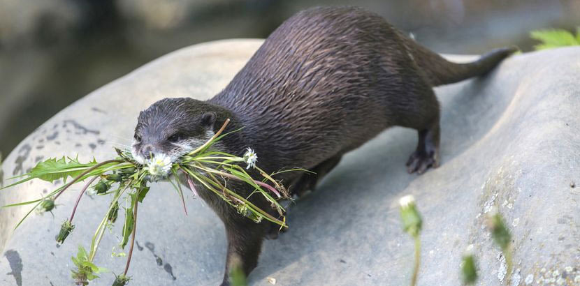 Ein Otter, der Löwenzahn in seinem Mund trägt. Tierpark Oberösterreich