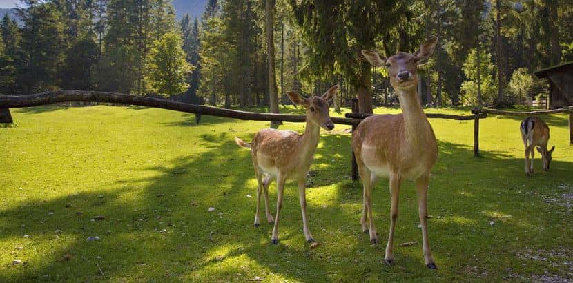 Zwei Rehe im Wildpark Grünau. Tierpark Oberösterreich