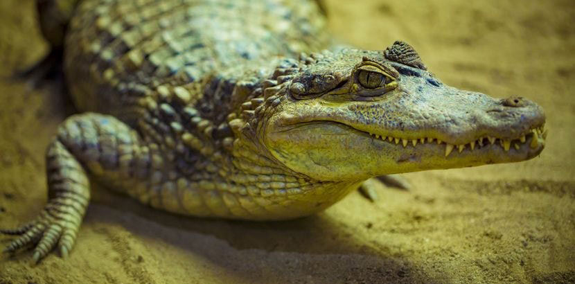 Ein Kaiman von nahem im Aquazoo Schmiding. Tierpark Oberösterreich