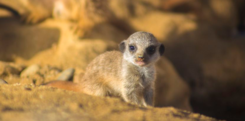 Ein Erdmännchen Baby aus dem Zoo Linz. Tierpark Oberösterreich