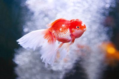 Ein rot-weißer Goldfisch in einem Aquarium