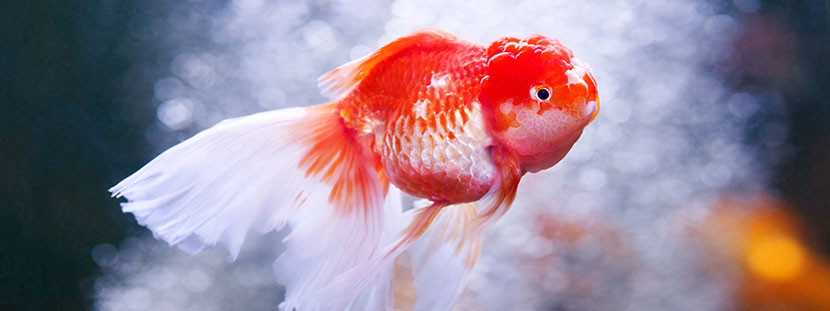 Ein rot-weißer Goldfisch in einem Aquarium