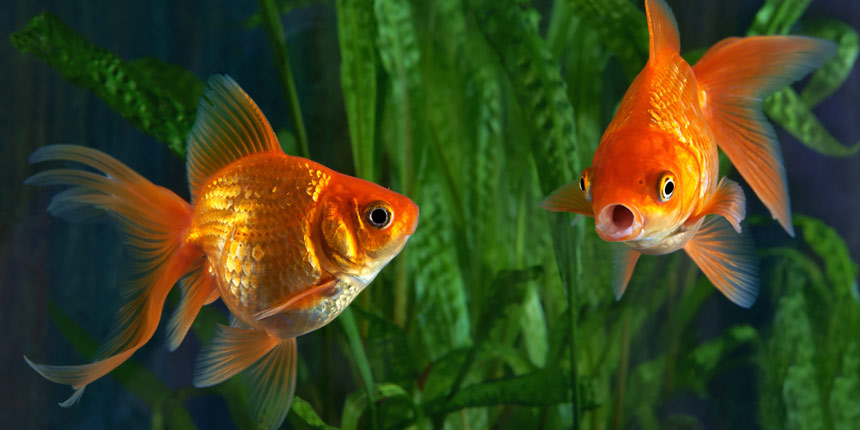 Aquarium Preise: Wasserpflanzen in einem Aquarium und zwei Goldfische