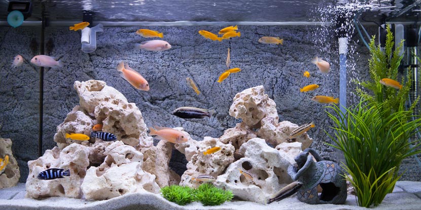 ein beleuchtetes Aquarium mit Fischen, Dekoration und Wasserpflanzen
