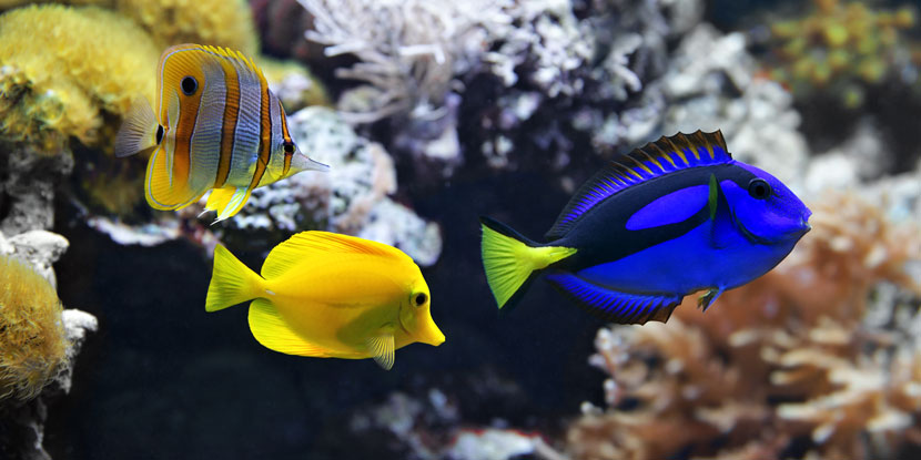 Ein Salzwasseraquarium mit Korallen, gelben Fischen und einem blauen Fisch.