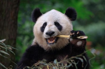 Ein Pandabär sitzt im Grünen und nagt an einer Stange Bambus.