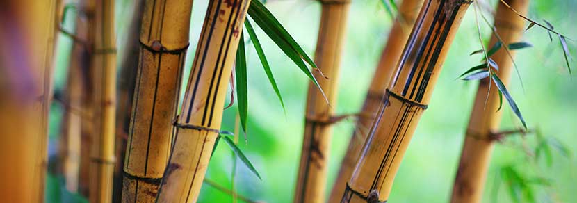 Moso-Bambus für Bambusparkett mit grünen Blättern