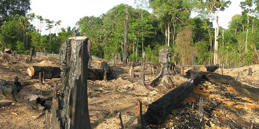 Abgeholzter Regenwald zur Gewinnung von Tropenholz für Terrassenholz