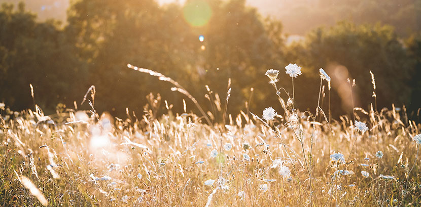 Wiesengräser, die die Wiesengräserdermatitis, eine Art der Sonnenallergie, auslösen können