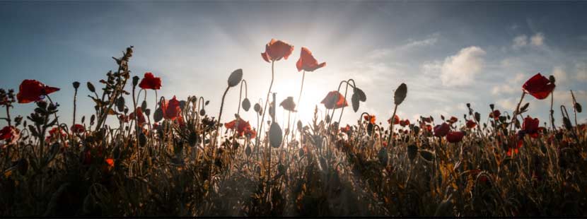 Feld von Mohnblumen vor einem Sonnenuntergang am Horizont. Trauerbegleitung und Trauerhilfe Wien.