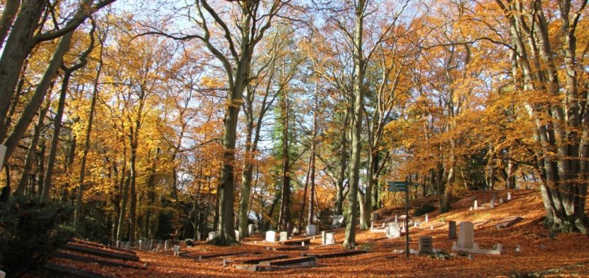 Naturbestattungen finden häufig auf sogenannten Waldfriedhöfen statt.