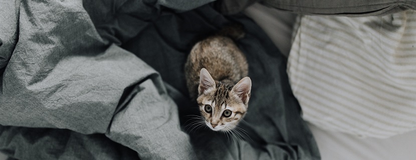 kleine Katze auf grauer Decke