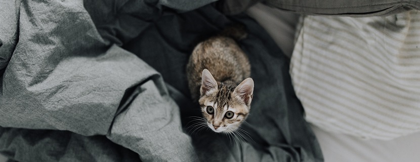 Katze Kastrieren Wie Viel Kostet Das Heroldat