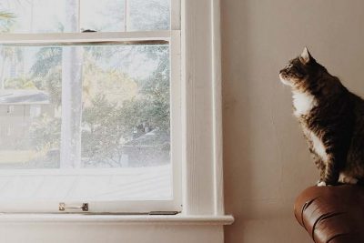 Fenster putzen lassen Kosten: Eine Katze sitzt auf einem Ledersofa und schaut durch ein schmutziges Fenster.