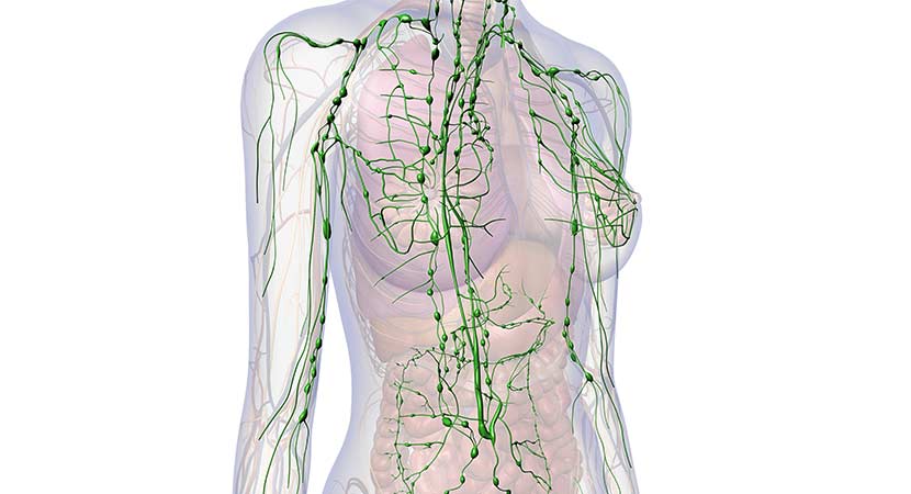 Lymphdrainage - Lymphsystem im Körper