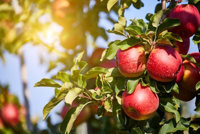 Obstbaum schneiden