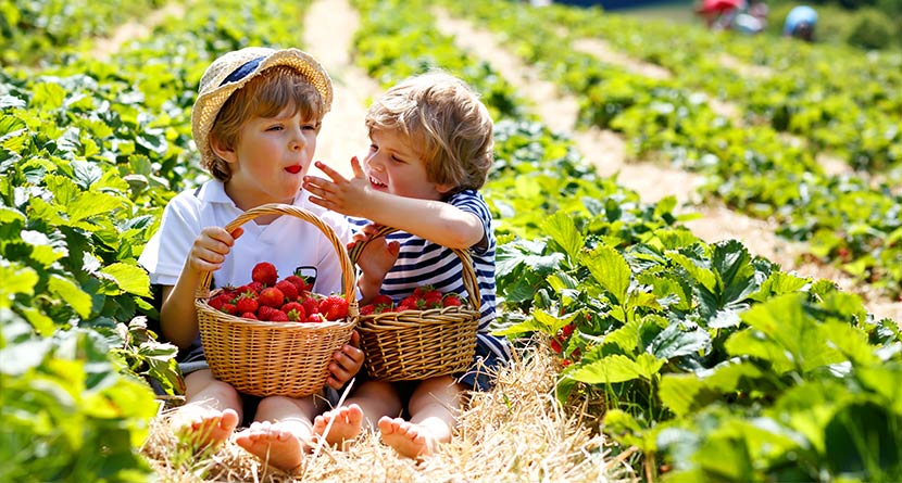 Kinder helfen bei Erdbeeren Ernte
