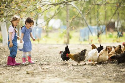 Kinder mit Gummistiefel füttern Hühner