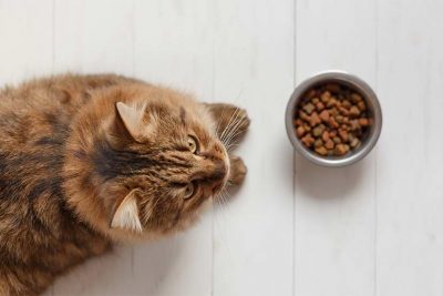 Katze sitzt vor Katzenschüssel