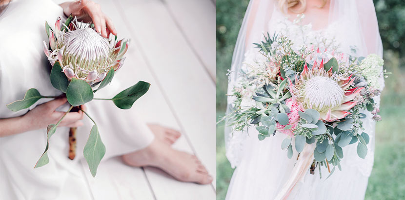 Zwei verschiedene Bräute mit einem Brautstrauß mit je einer großen Zuckerbusch-Blüte.