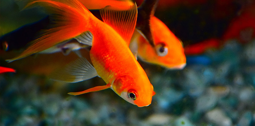 Aquarium kaufen: Fische in einem Nano Aquarium