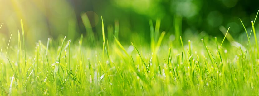 Grüner Rasen im Garten