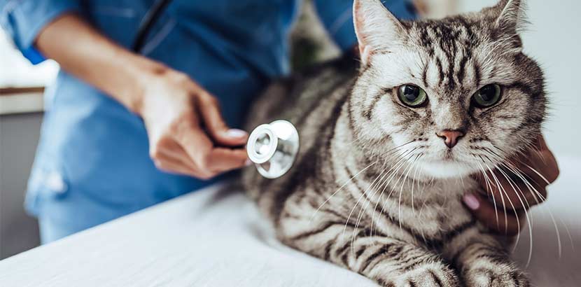 Besuch Beim Tierarzt Mit Deiner Katze Darauf Solltest Du