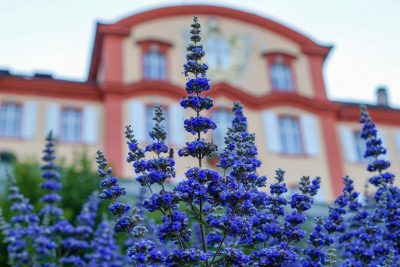 Mönchspfeffer: Heilpflanze mit lila Blüten