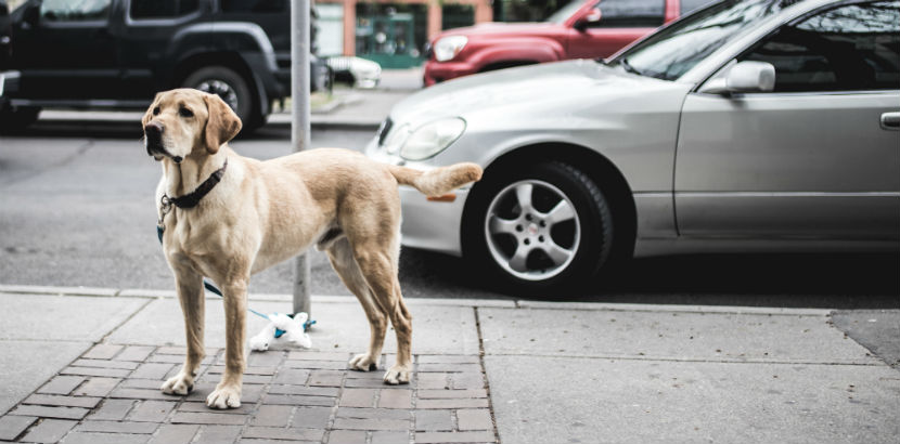 wie viel kostet eine kastration bei hunden