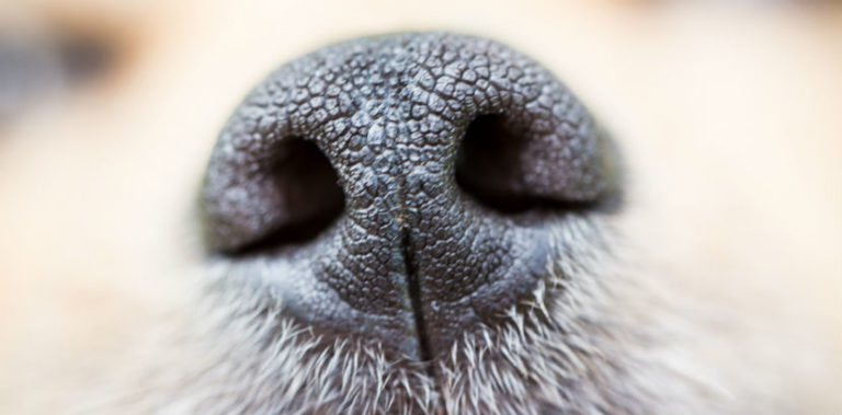 Hund kastrieren Wie viel kostet das? alle Infos HEROLD.at