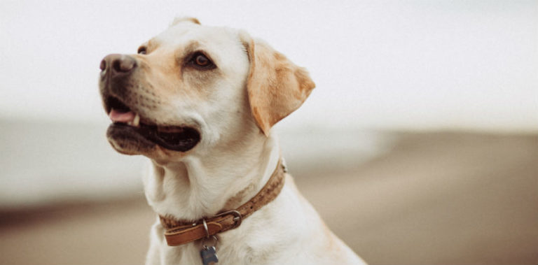 Hund kastrieren Wie viel kostet das? alle Infos HEROLD.at