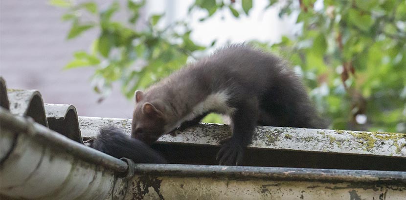 Marder vertreiben – Die besten Mittel gegen Marder im Garten –