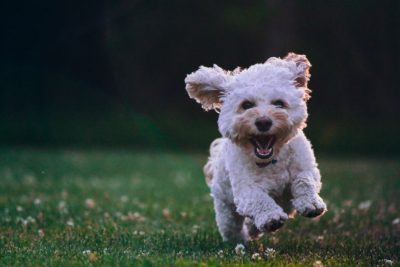 Sachkundenachweis: Ein kleiner Terrier.