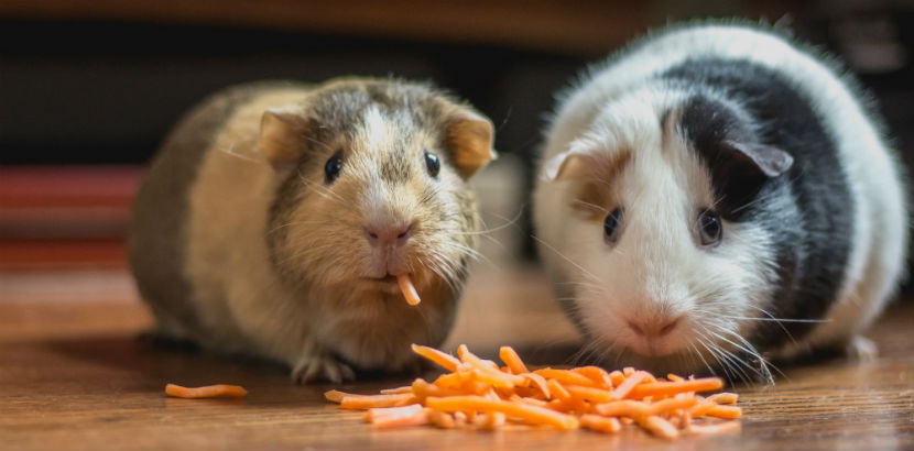 Tierarzt Wien: zwei Meerschweinchen essen Karottenstücke
