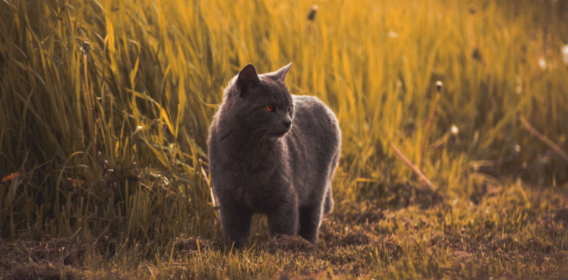 Tierarzt Wien: Eine Russisch Blau in freier Wildbahn.