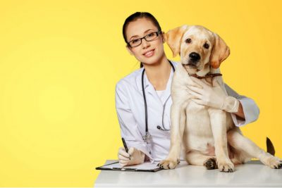 Tierärztin mit Hund vor gelbem Hintergrund.