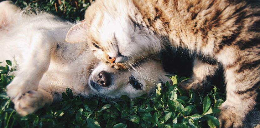 Tierarzt Wien: Katze und Hund beim Kuscheln
