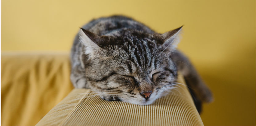 Tierarzt Wien: Eine Katze schläft auf einem Sofa