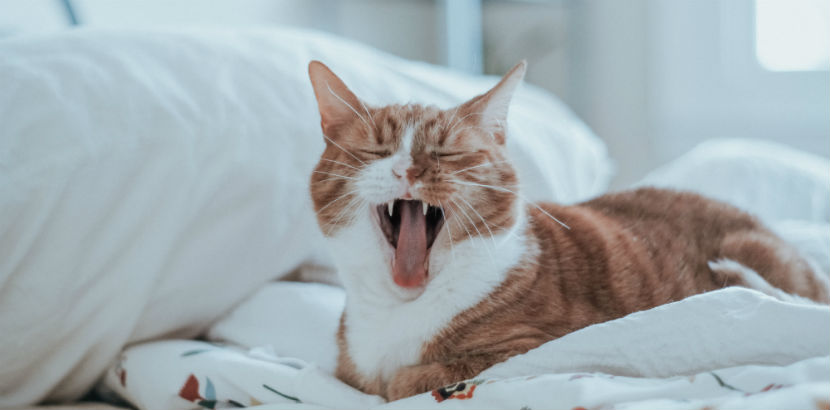 Tierarzt Wien: Eine gähnende Katze im Bett.