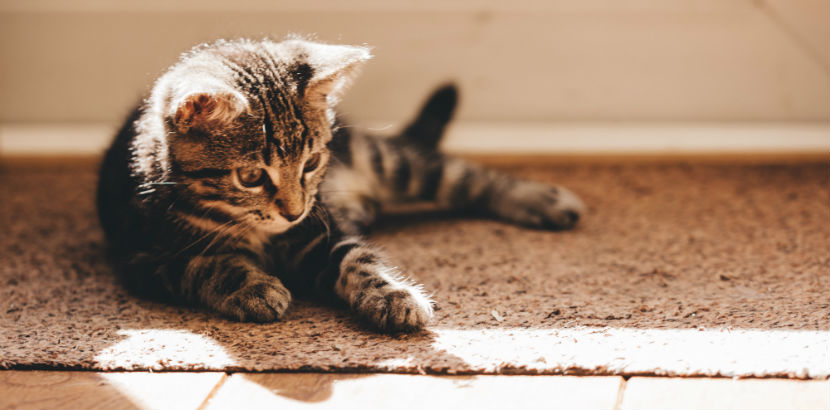 Tierarzt Linz: Eine junge Katze auf dem Fußboden.