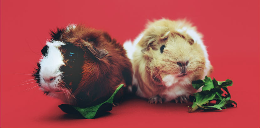 Tierarzt Linz: Zwei Hamster vor rotem Hintergrund.