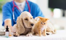 Tierarzt Klagenfurt: Katze und Hund auf einen Blick.