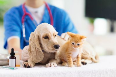 Tierarzt Klagenfurt: Katze und Hund auf einen Blick.